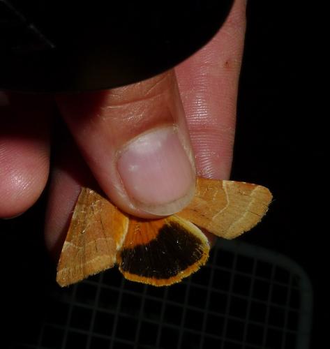 Noctua sp.